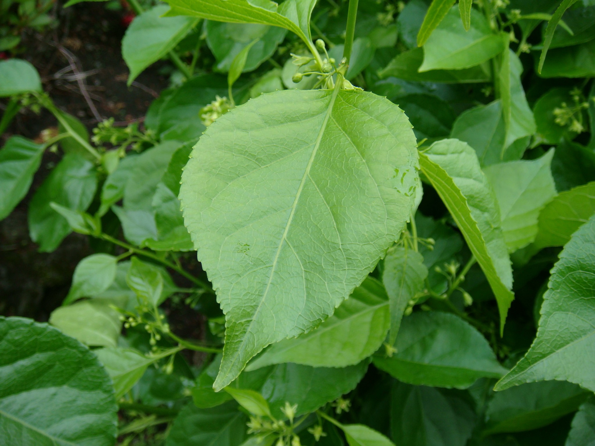 Celastrus orbiculatus Thunberg